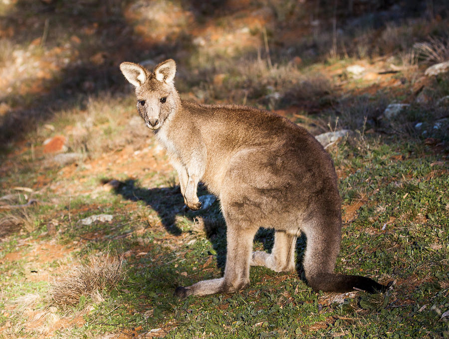 Kangaroo Photograph - Kangaroo - Canberra - Australia by Steven Ralser