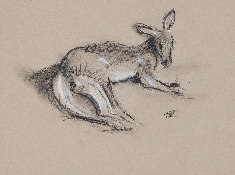 Kangaroo Charcoal Study #1 Drawing by Greg Kopriva