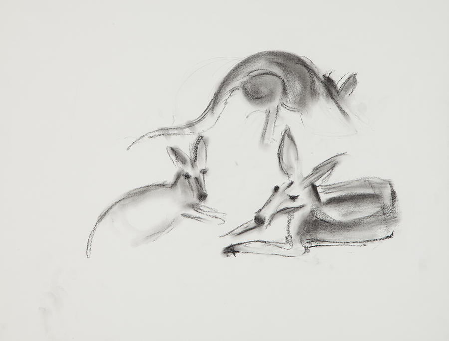 Kangaroo Charcoal Study #2 Drawing by Greg Kopriva