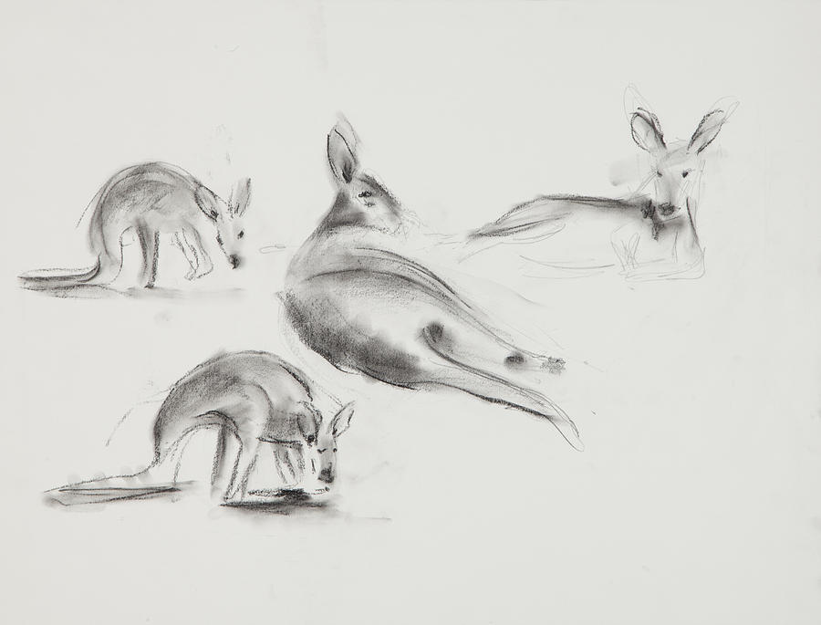 Kangaroo Charcoal Study #3 Drawing by Greg Kopriva