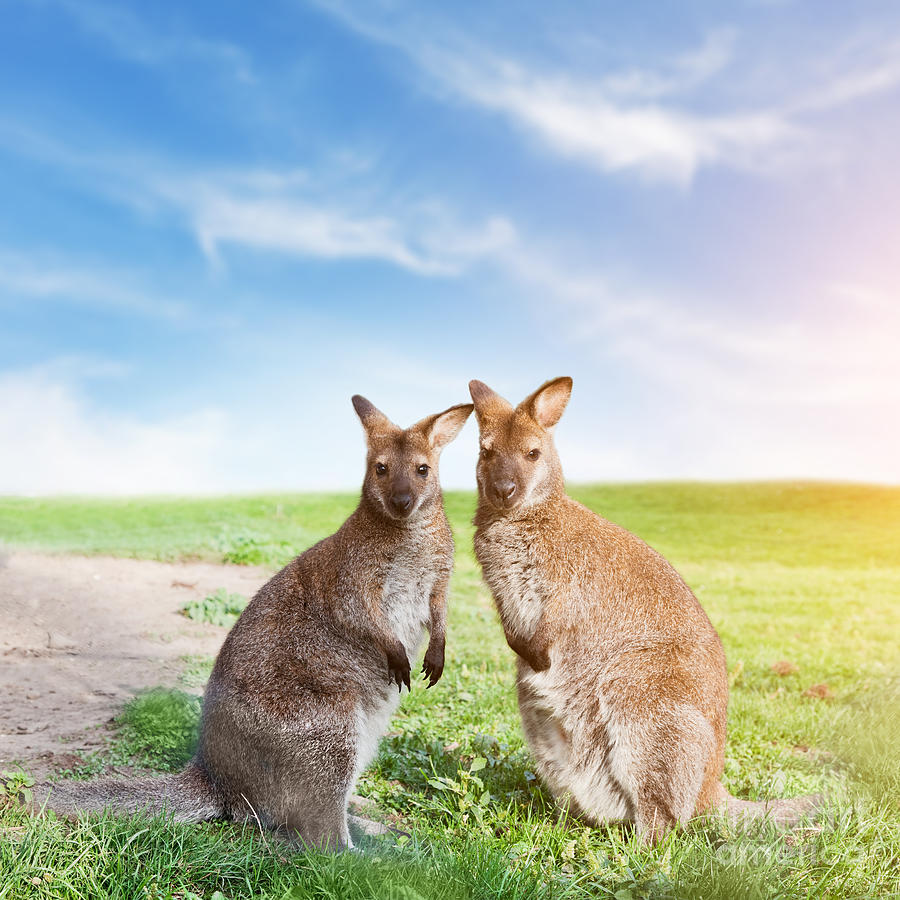 Kangaroo couple Australia Photograph by Michal Bednarek