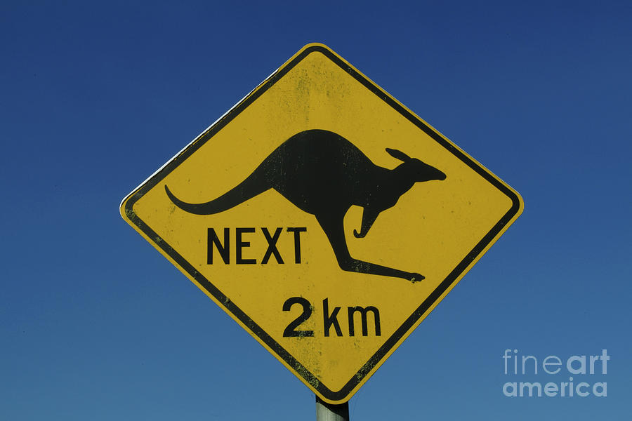Kangaroo Crossing Photograph by Bill Bachmann