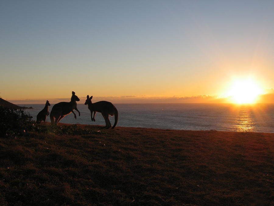 Sunset Photograph - Kangaroo Family Sunset by Andrew Garde Joia