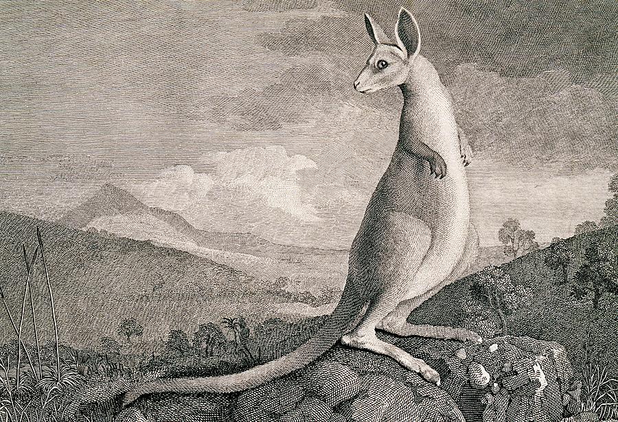 Kangaroo Photograph by George Bernard/science Photo Library