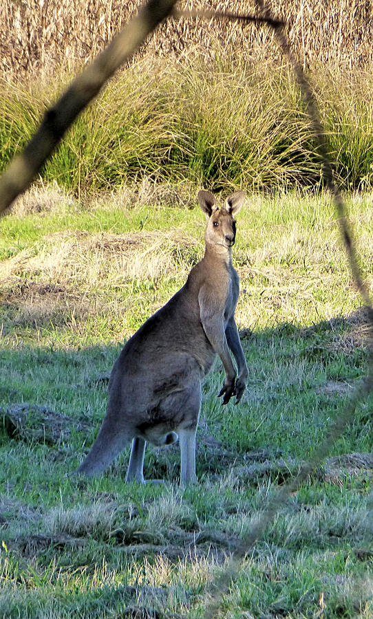 Kangaroo Photograph - Kangaroo  by Girish J