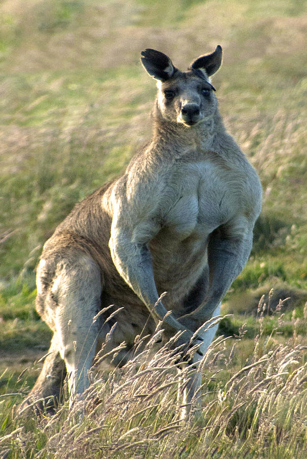 Kangaroo  Photograph by Glen Johnson