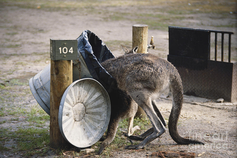 Kangaroo In Garbage Photograph by Mark Newman