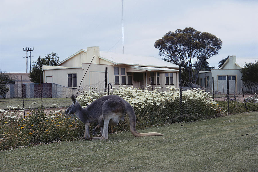 Kangaroo In Garden Photograph by A.b. Joyce