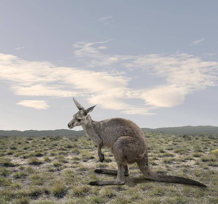Kangaroo in Naturalistic Setting Photograph by Ed Freeman