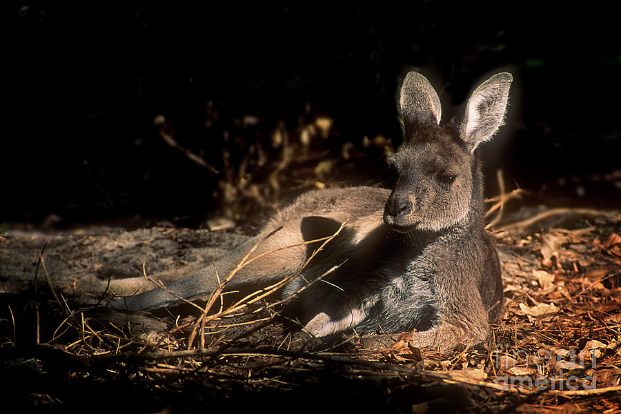 Kangaroo Photograph by Inge Riis McDonald