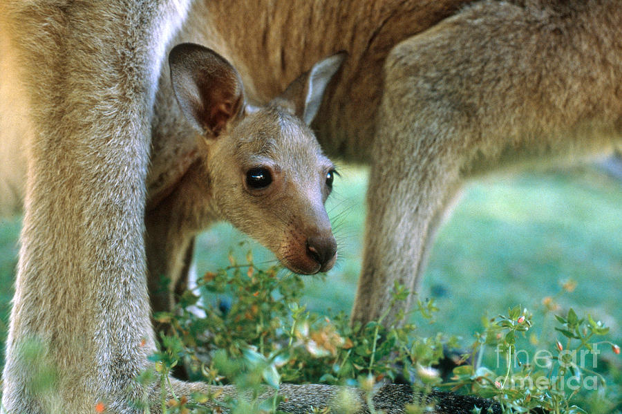 Kangaroo Photograph - Kangaroo Joey by Mark Newman