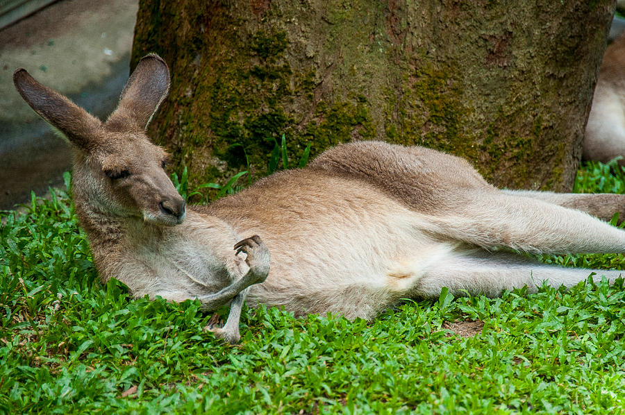 Kangaroo Manicure  Photograph by Harry Spitz