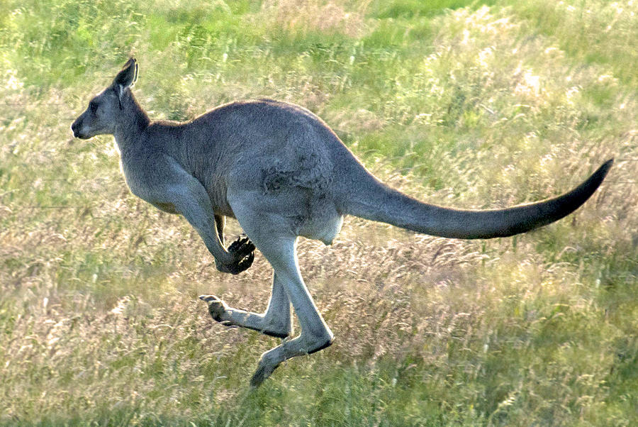 Kangaroo On The Hop Photograph by Glen Johnson