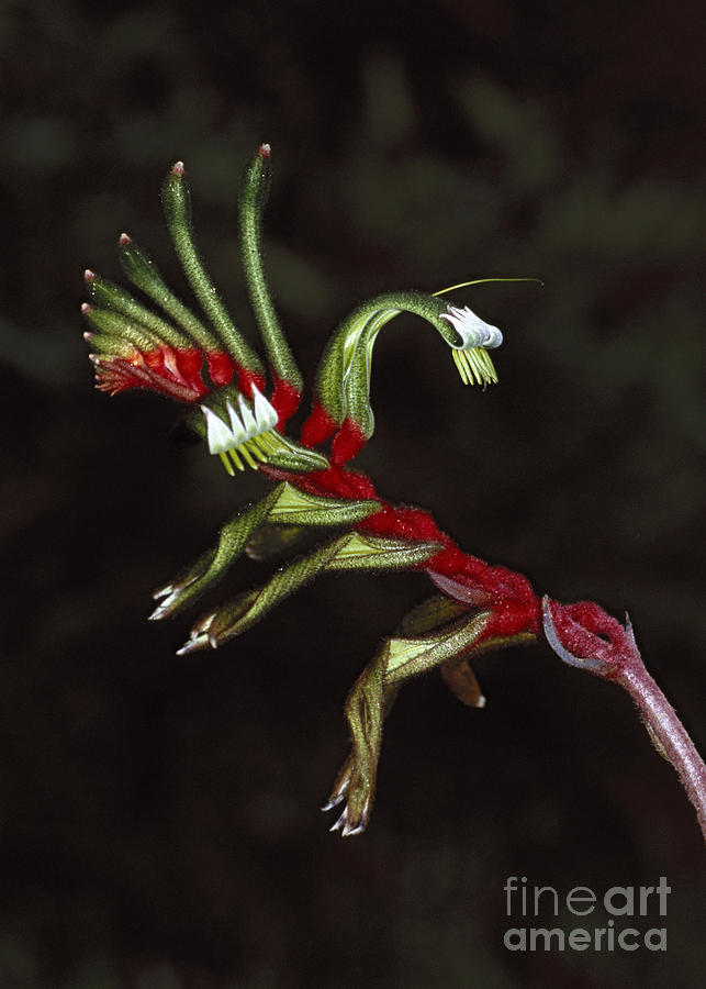 Flowers Still Life Photograph - kangaroo paw Australian wildflower by Rudi Prott