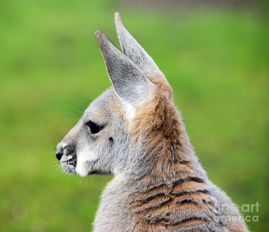 Kangaroo Portrait Photograph By Aleksandar Mijatovic Fine Art America 9827