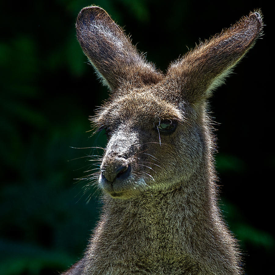 Kangaroo Photograph - Kangaroo Portrait by Mr Bennett Kent