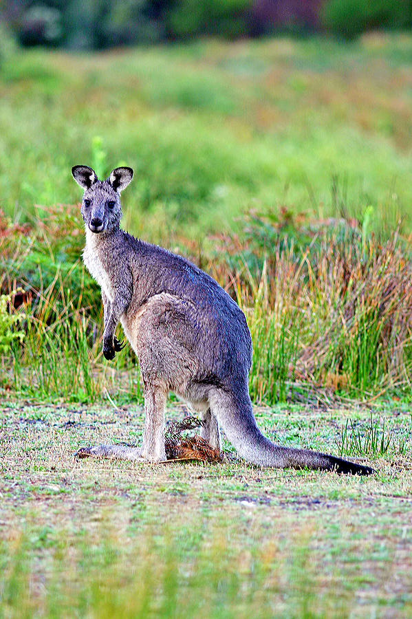 Kangaroo Face Side View