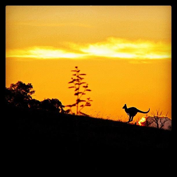 Nature Photograph - Kangaroo Silhouette at Sunrise by James McCartney