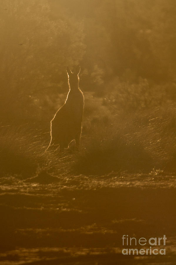 Wildlife Photograph - Kangaroo silhouette by Gabor Pozsgai