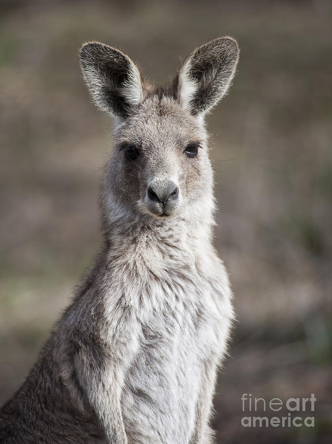 Kangaroo Photograph by Steven Ralser