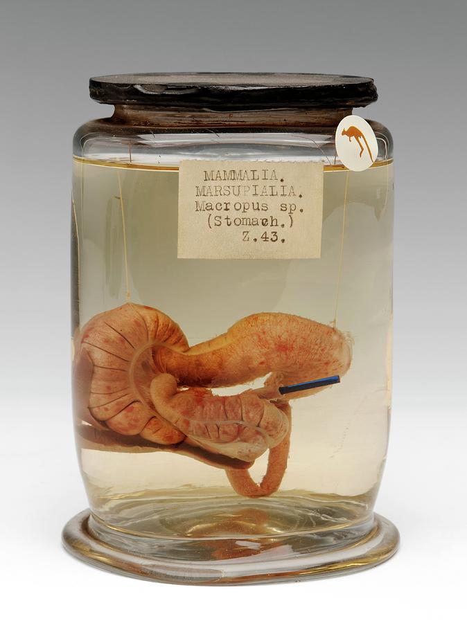 Kangaroo Stomach Specimen Photograph by Ucl, Grant Museum Of Zoology