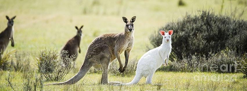 Nature Photograph - Kangaroo by Syna Sokha
