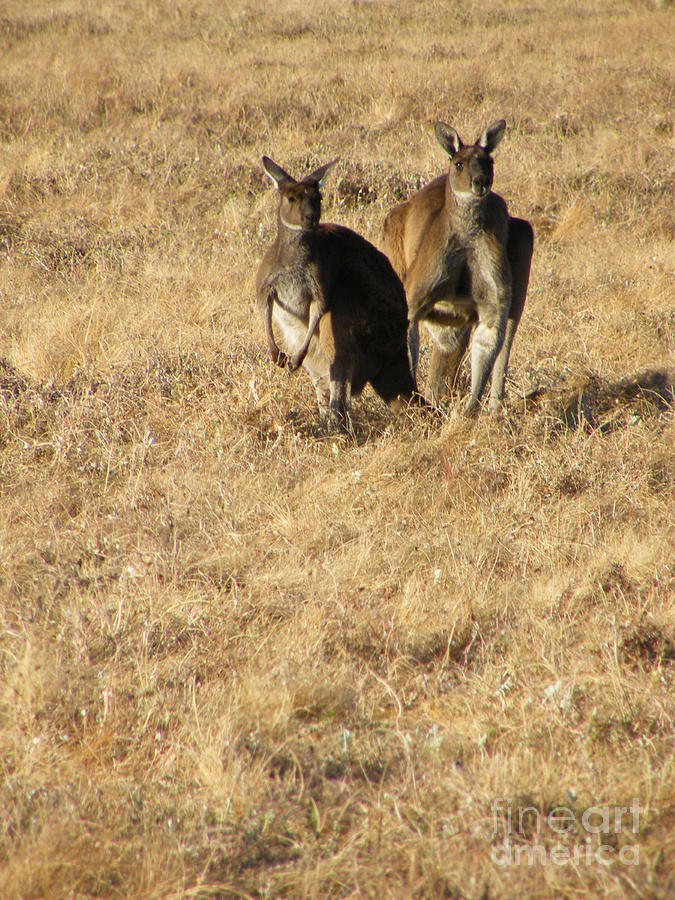 Kangaroo Twosome - Western Australia Photograph by Phil Banks