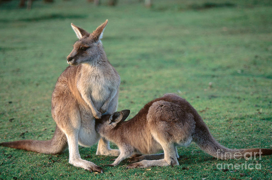 Kangaroo Photograph - Kangaroo With Joey by Gregory G. Dimijian, M.D.