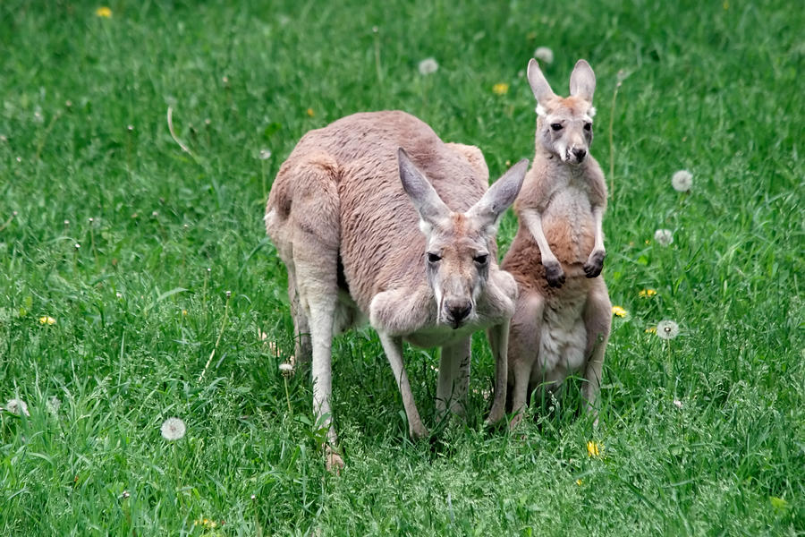 Kangaroo with Joey Photograph by Jennifer Richards | Pixels