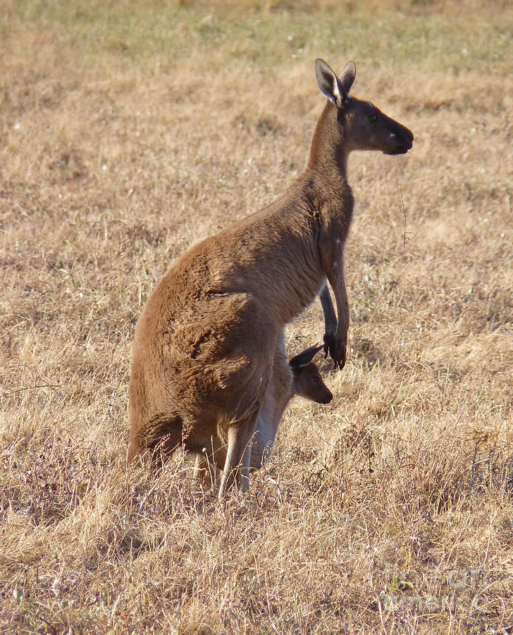 Kangaroo with Joey - Western Australia Photograph by Phil Banks