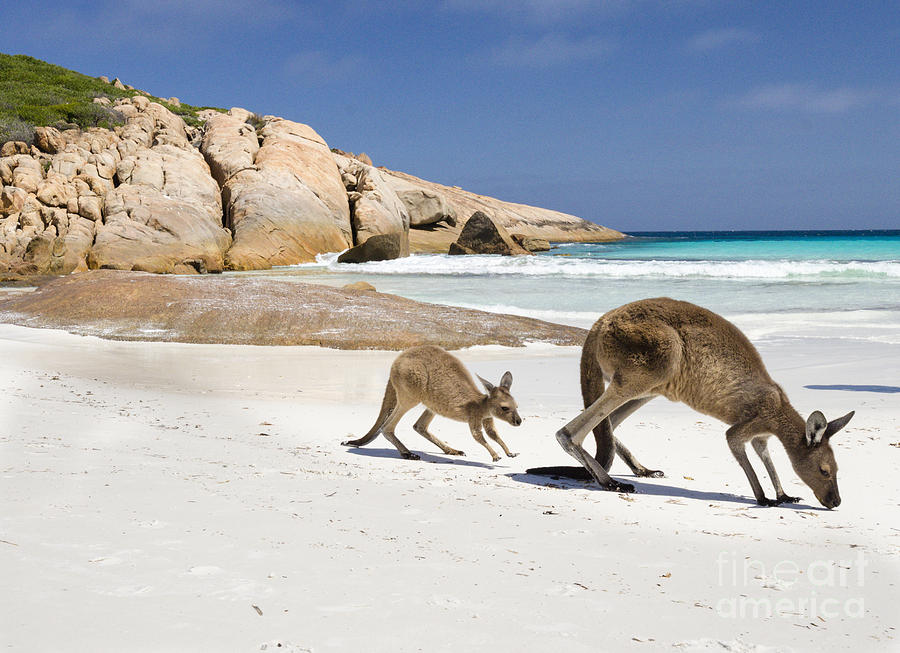 https://images.fineartamerica.com/images-medium-large-5/kangaroos-at-thistle-cove-beach-denis-vasilyev.jpg