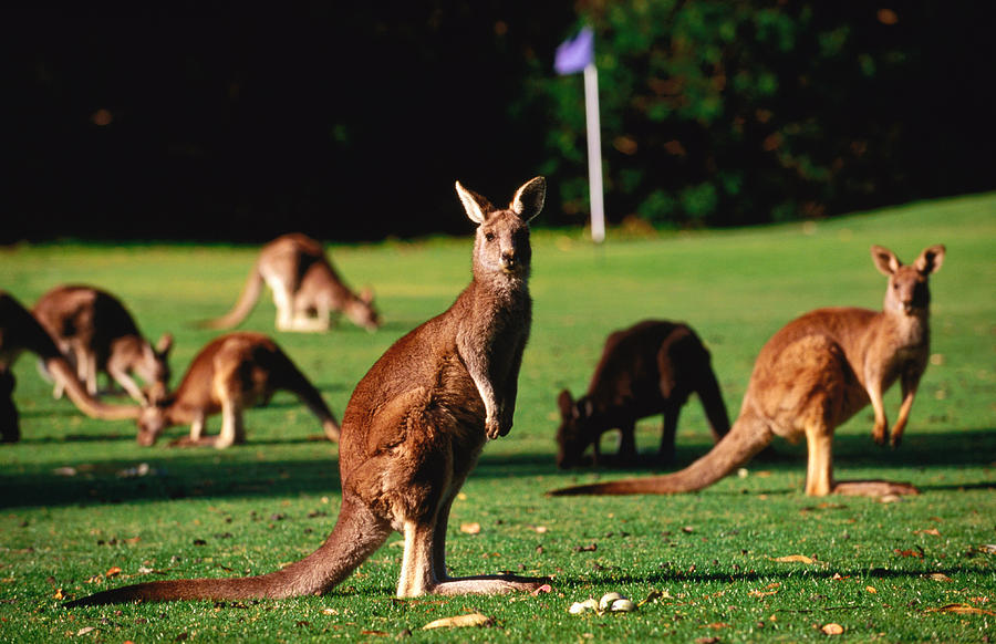 Kangaroos Grazing On Golf Course Photograph by John W Banagan