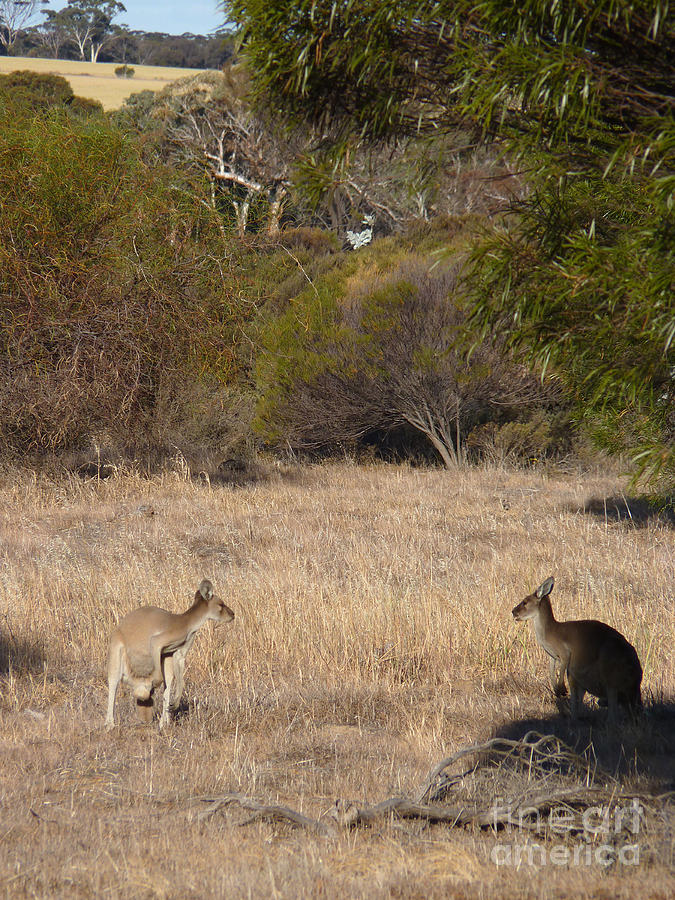 Kangaroos in the Bush - Australia Photograph by Phil Banks