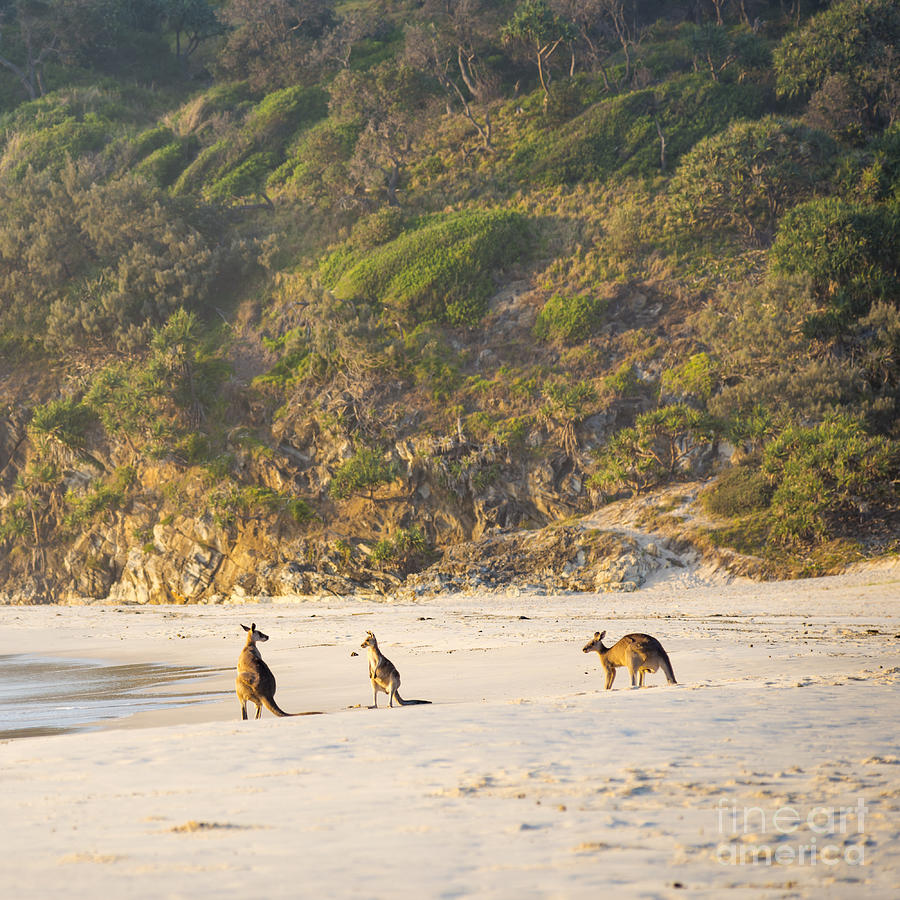 Kangaroo Photograph - Kangaroos On Beach At Dawn by Tim Hester Kangaroo Photograph - Kangaroos On Beach At Dawn by Tim Hester