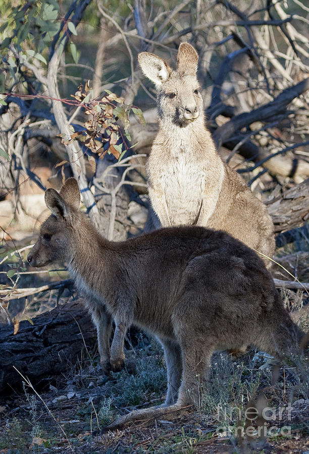 kangaroos - Australia Photograph by Steven Ralser