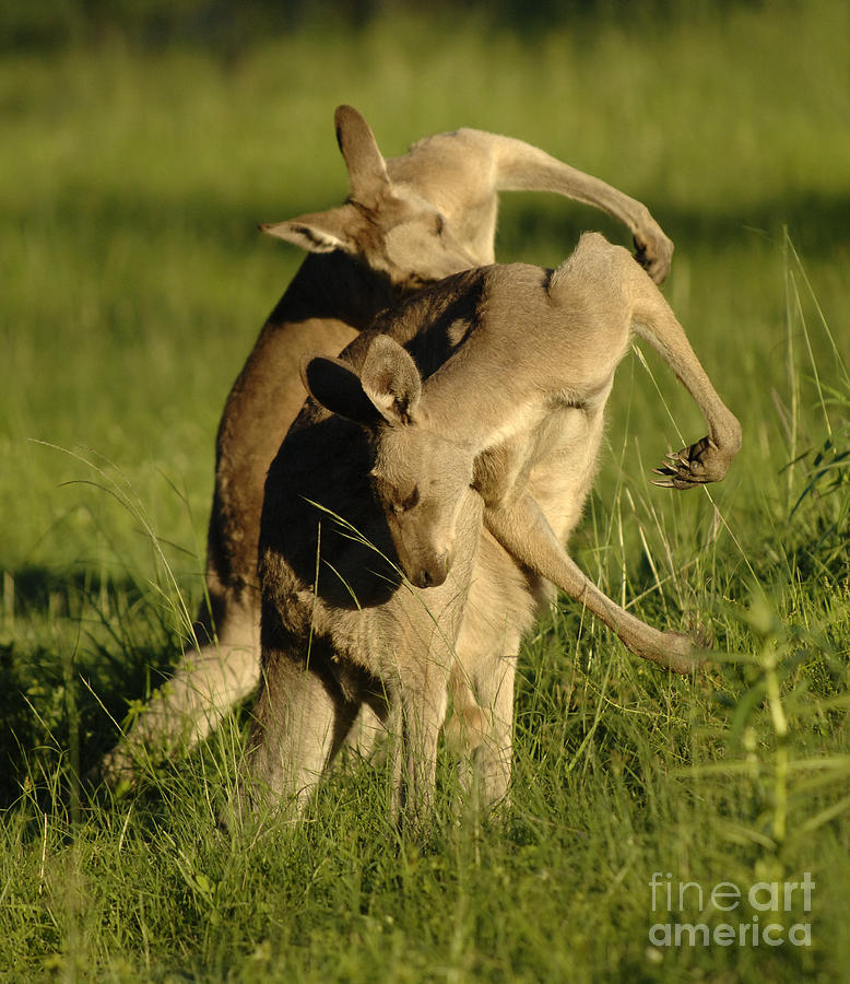Kangaroos Taking A Bow Photograph by Bob Christopher