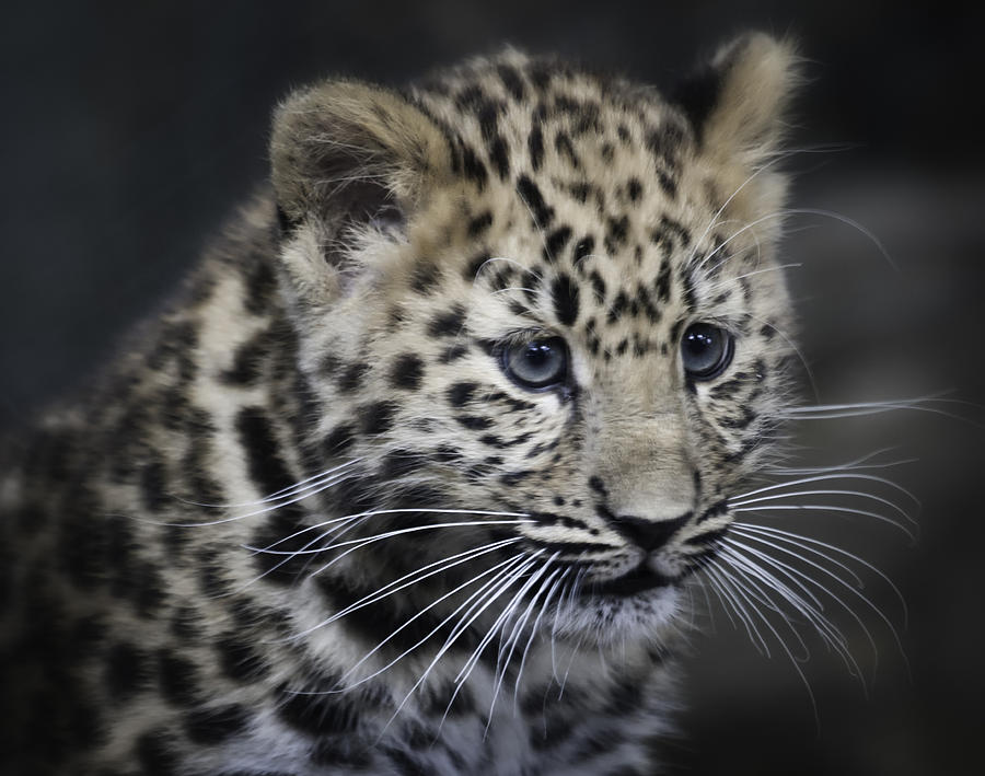 Animal Photograph - Kanika - Amur leopard portrait by Chris Boulton