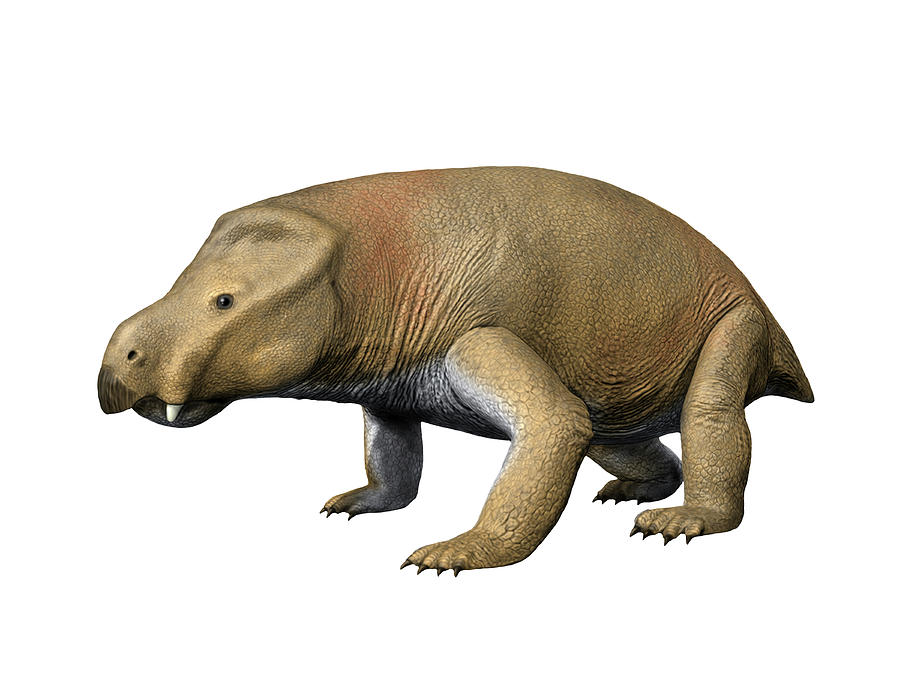 Kannemeyeria Is A Large Dicynodont Photograph by Nobumichi Tamura ...