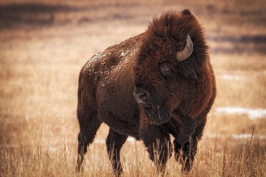 Kansas Bison Photograph
