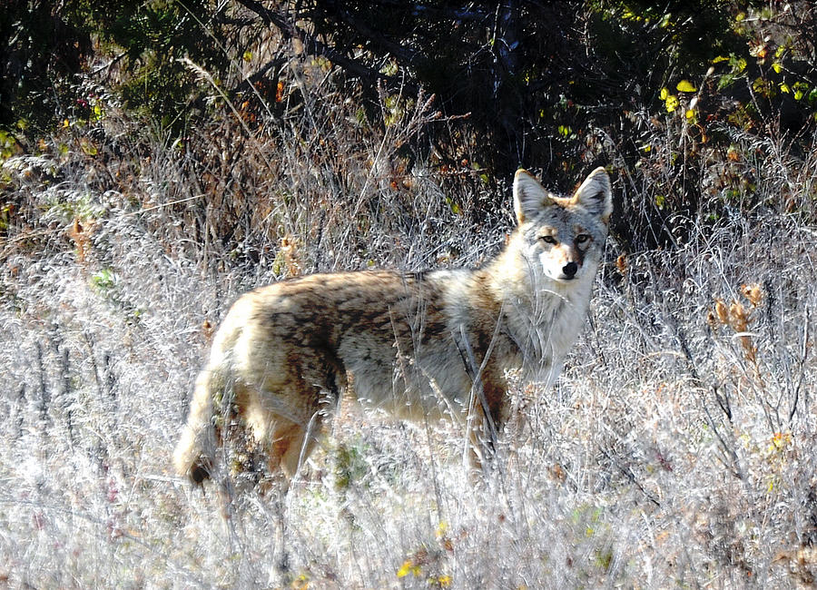 Kansas Coyote Photograph by Audie T Photography - Fine Art America