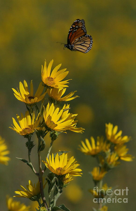 Kansas Monarch Photograph by Douglas Stucky
