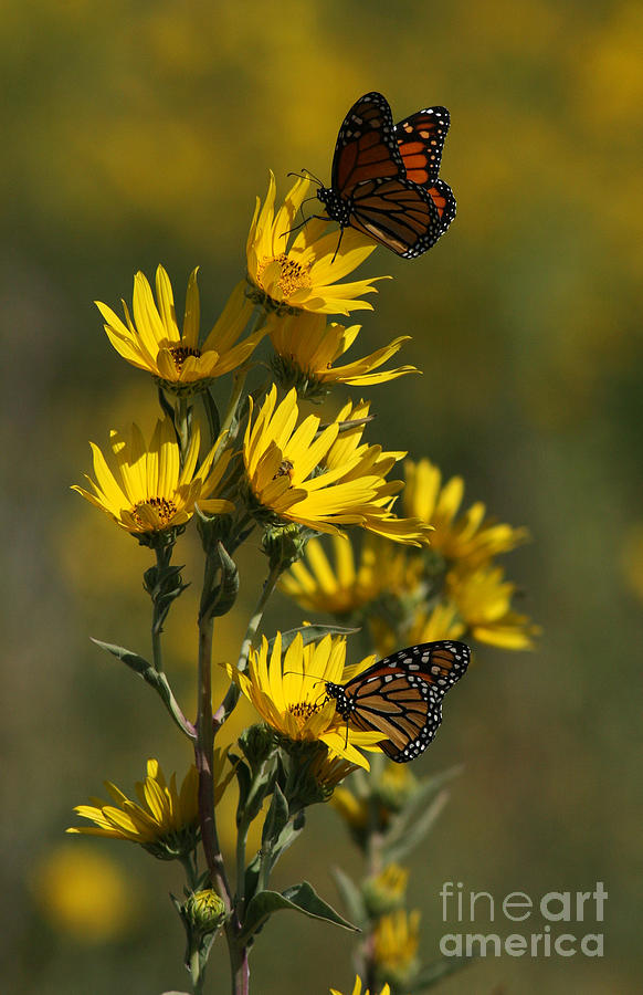 Kansas Monarchs II Photograph by Douglas Stucky