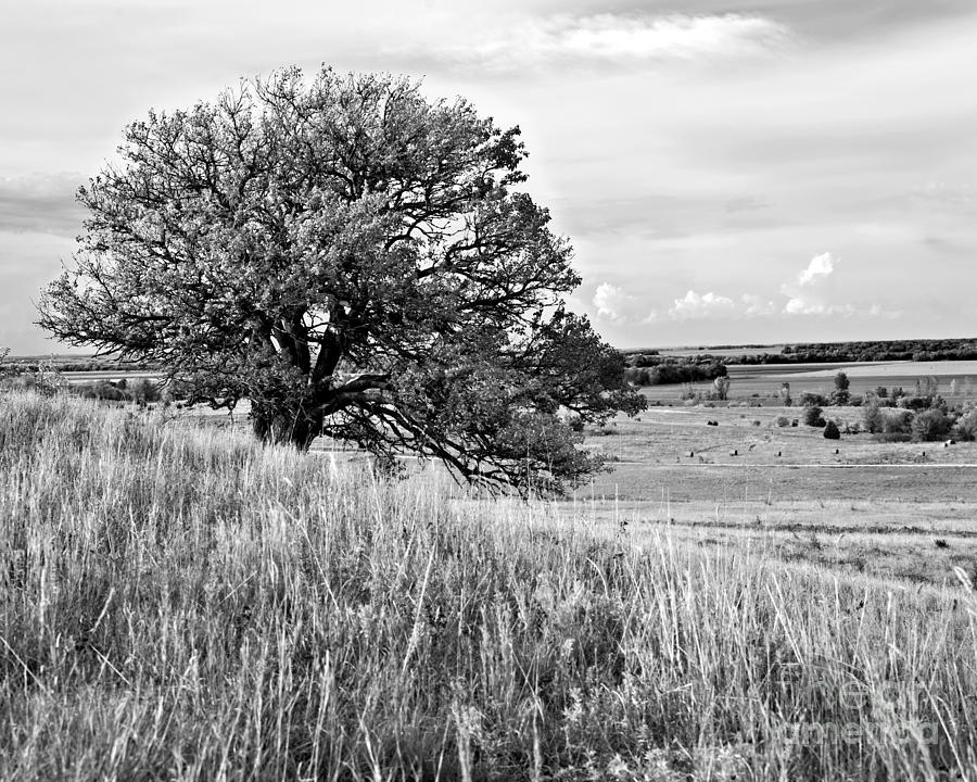 Kansas One Tree Hill in Black and White Photograph by Lee Craig