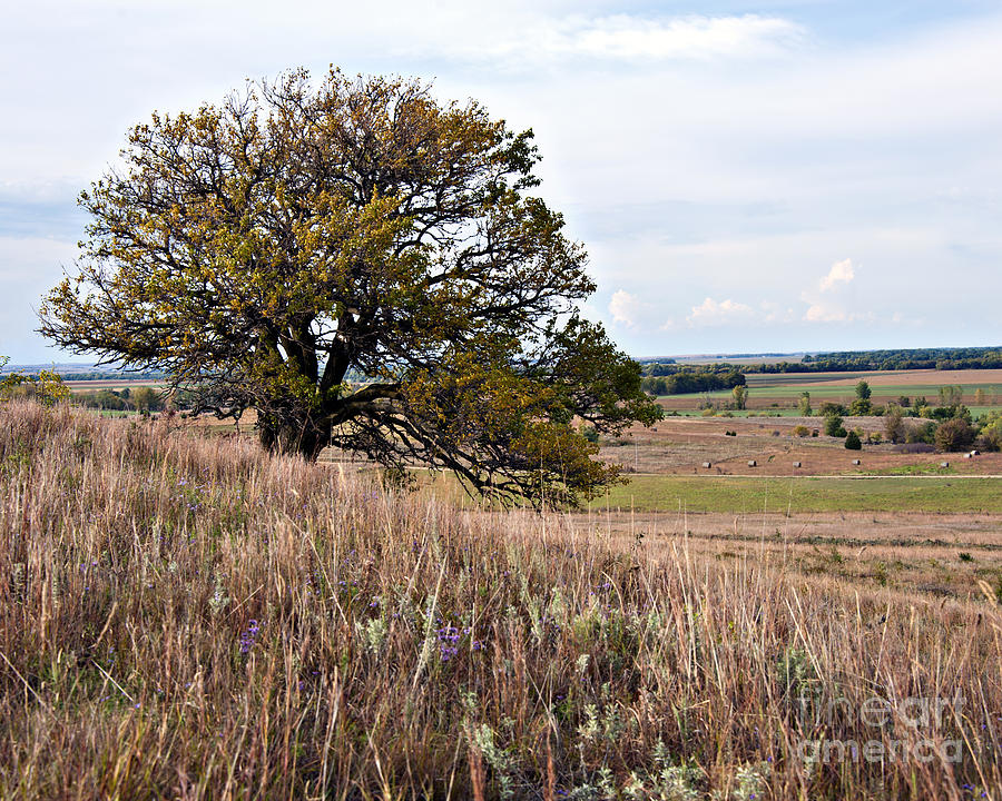 Kansas One Tree Hill Photograph by Lee Craig