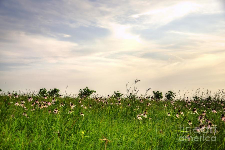 Nature Photograph - Kansas Prairie Flowers by Jean Hutchison