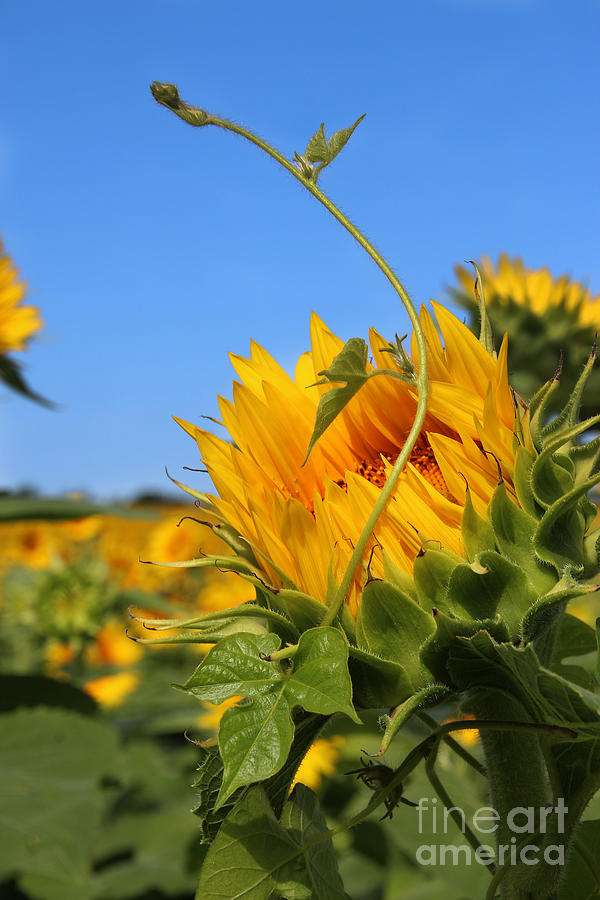 Sunflower Photograph - Kansas Sunflower - 2539 by Gary Gingrich Galleries