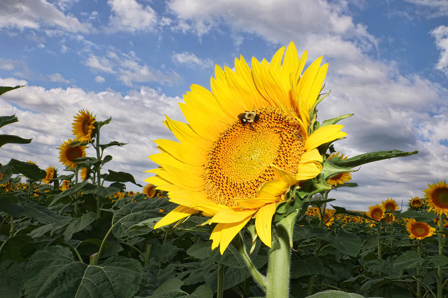 Kansas Sunflower Photograph by Alan Hutchins