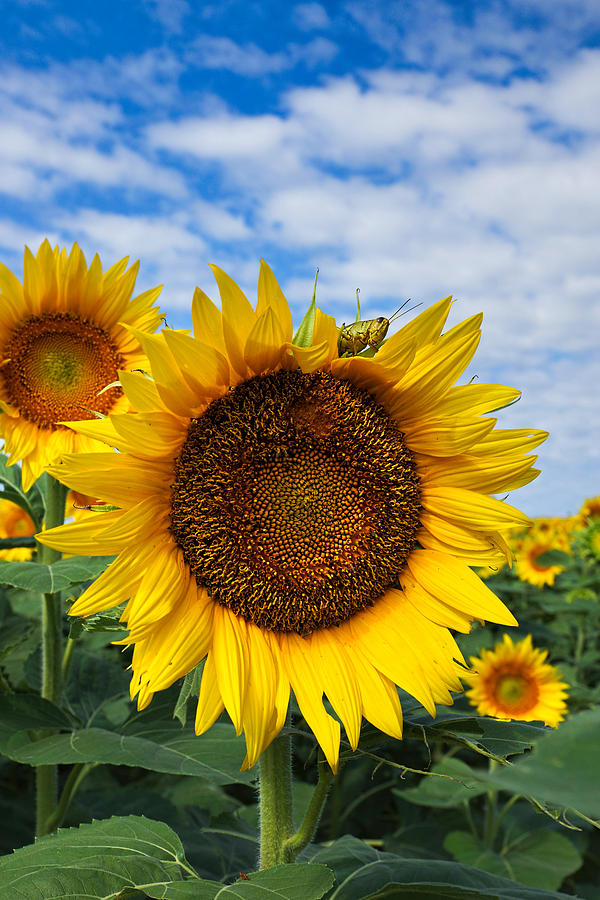 Kansas Sunflower and Grasshopper Photograph by Alan Hutchins