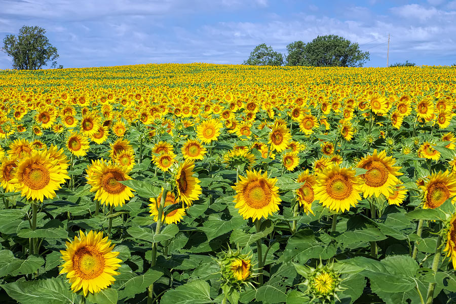 Kansas Sunflower Field Photograph by Alan Hutchins