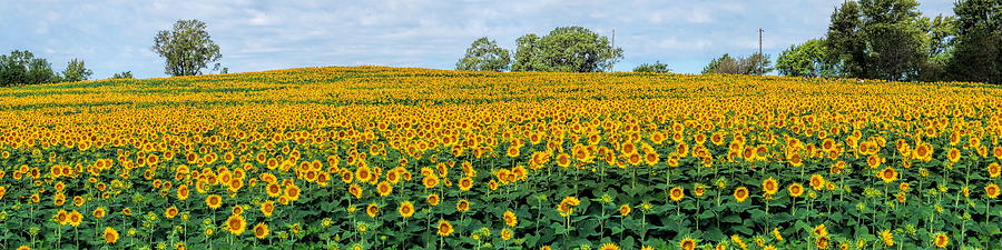 Kansas Sunflower Field Panoramic Photograph by Alan Hutchins